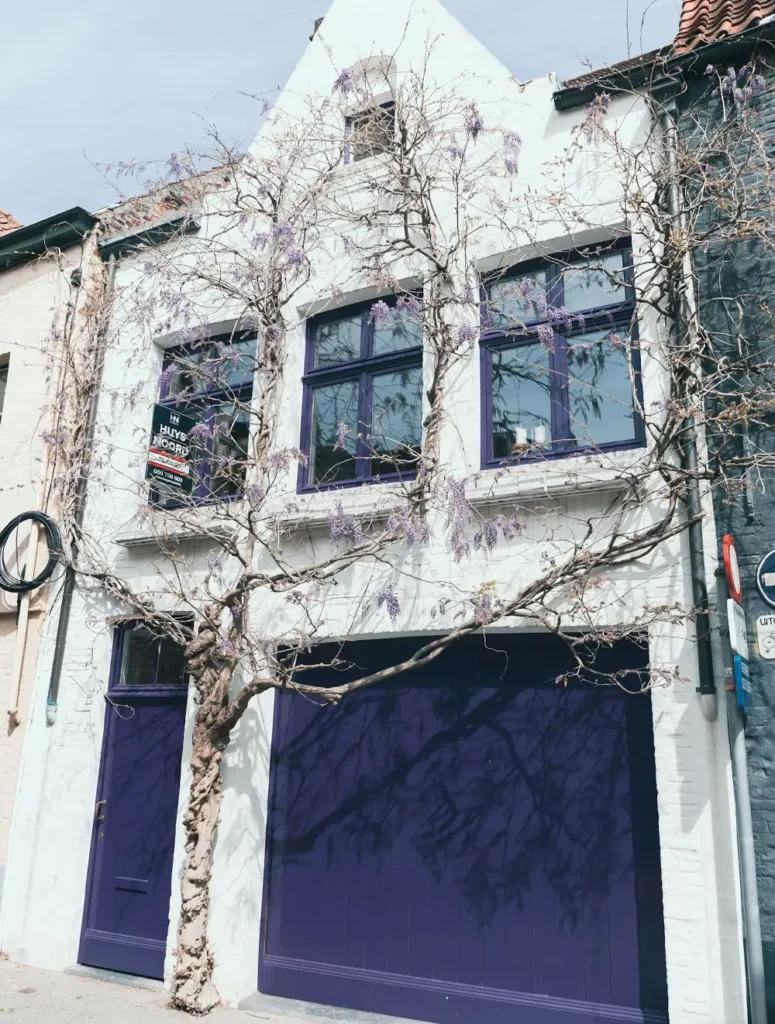 chassis en bois violets sur facade blanche